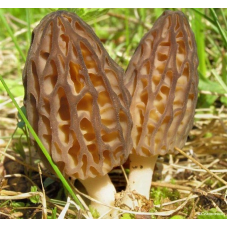Мицелий Сморчка обыкновенного / Сморчок настоящий (Morchella esculenta)
